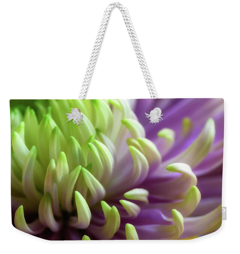 Chrysanthemum Weekender Tote Bag featuring the photograph Chrysanthemum by James Barber