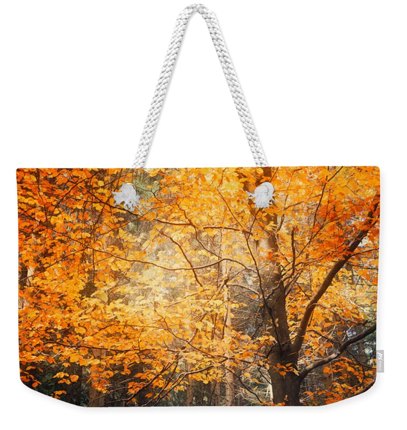 Trees Weekender Tote Bag featuring the photograph Circle of Life by Philippe Sainte-Laudy