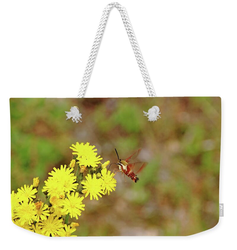 Moth Weekender Tote Bag featuring the photograph Clearwing Moth And Hawkweed by Debbie Oppermann