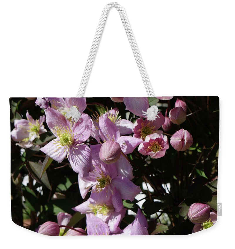 Clematis Weekender Tote Bag featuring the photograph Clematis Montana in full bloom by Brenda Kean