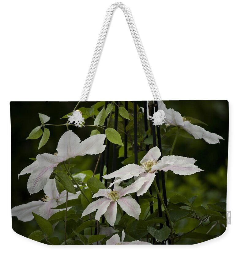 Clematis Weekender Tote Bag featuring the photograph Clematis Vine 2 by Teresa Mucha