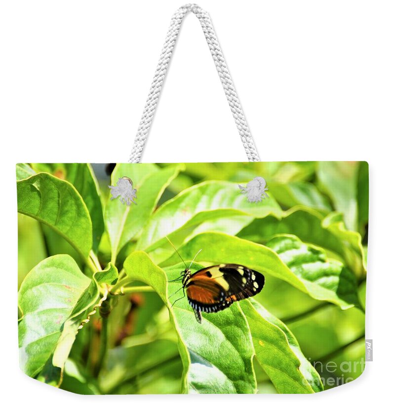 Cleveland Ohio Butterfly Weekender Tote Bag featuring the photograph Cleveland Butterflies3 by Merle Grenz
