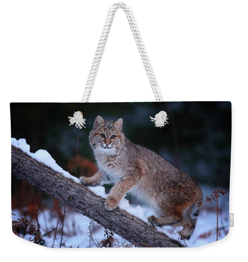 Bobcat Weekender Tote Bag featuring the photograph Climbing the Tree by Duane Cross