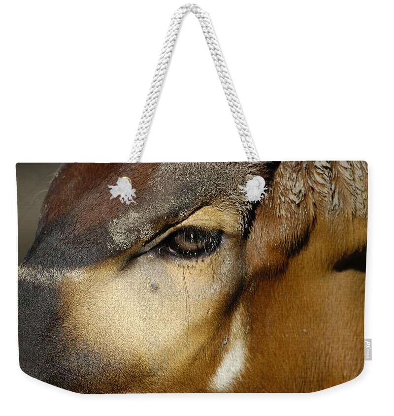 Memphis Zoo Weekender Tote Bag featuring the photograph Close Encounter by DArcy Evans