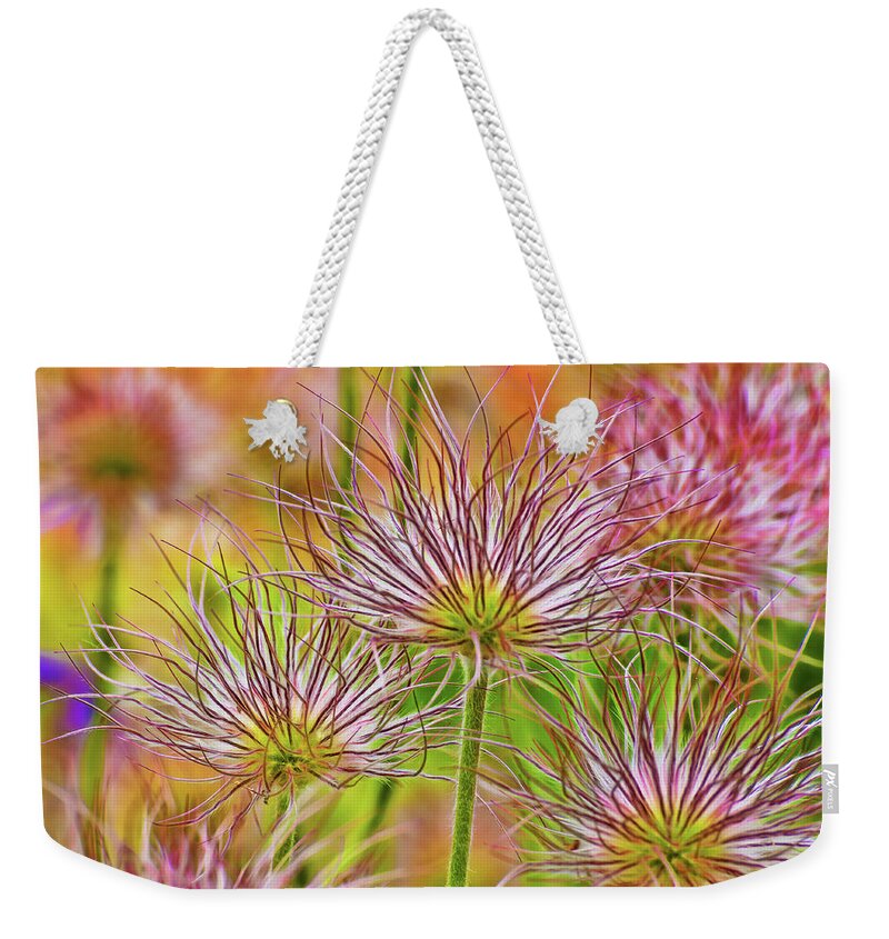 Beauty In Nature Weekender Tote Bag featuring the photograph Close up of blooming Aster by Dee Browning