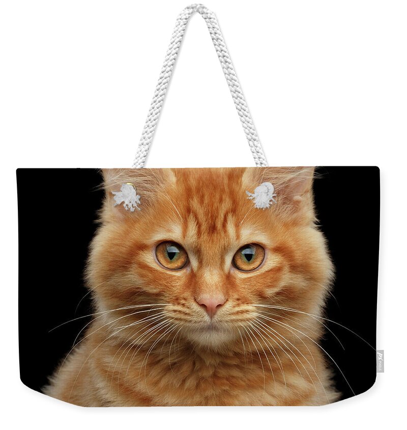 Close-up Weekender Tote Bag featuring the photograph Close-up Portrait of Ginger Kitty on Black by Sergey Taran