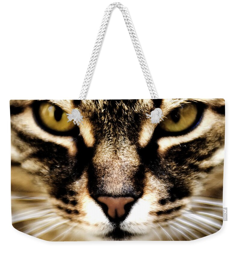 Cat Weekender Tote Bag featuring the photograph Close up shot of a cat by Fabrizio Troiani