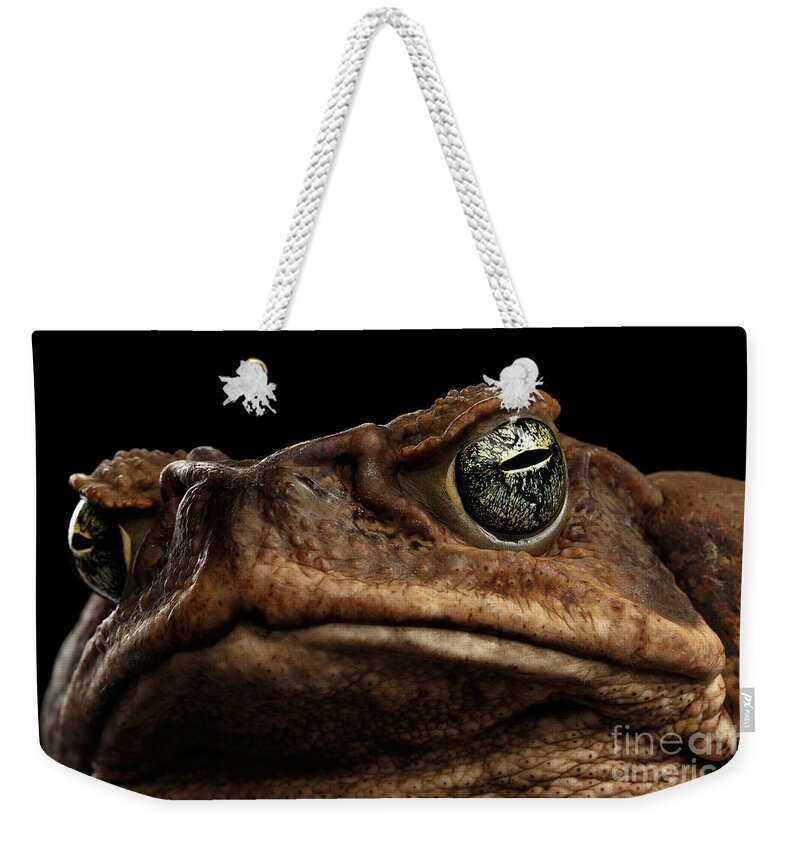 Toad Weekender Tote Bag featuring the photograph Closeup Cane Toad - Bufo marinus, giant neotropical or marine toad Isolated on Black Background by Sergey Taran
