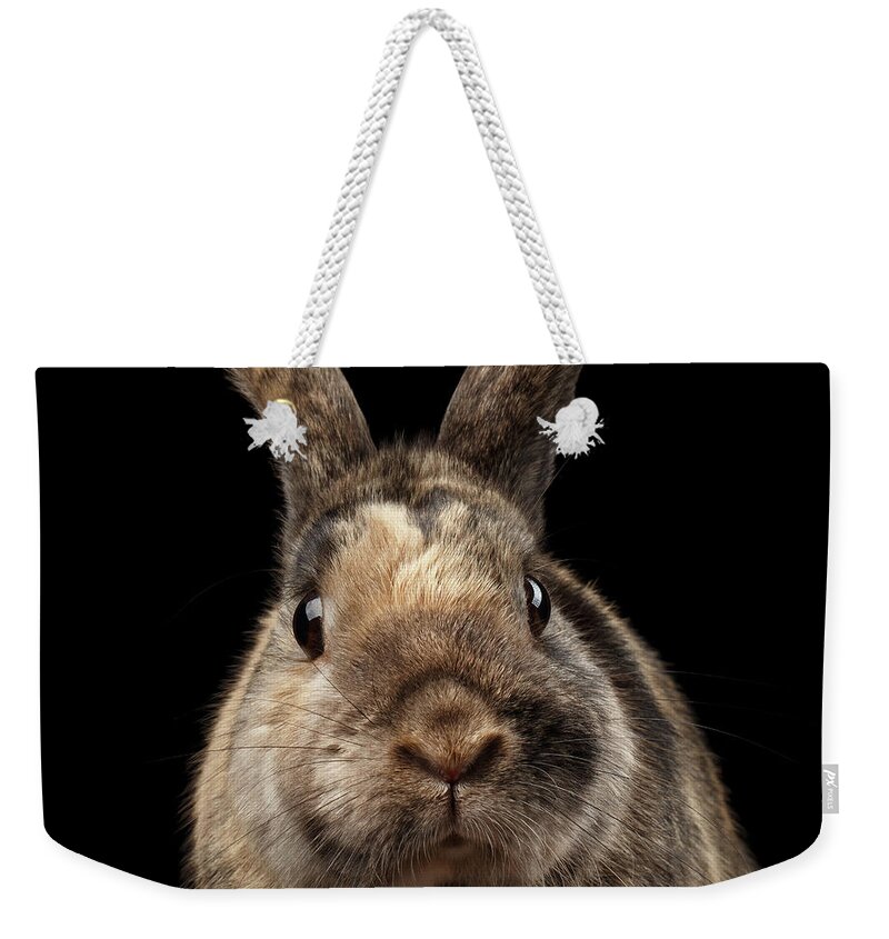 Rabbit Weekender Tote Bag featuring the photograph Closeup Funny Little rabbit, Brown Fur, isolated on Black Backgr by Sergey Taran