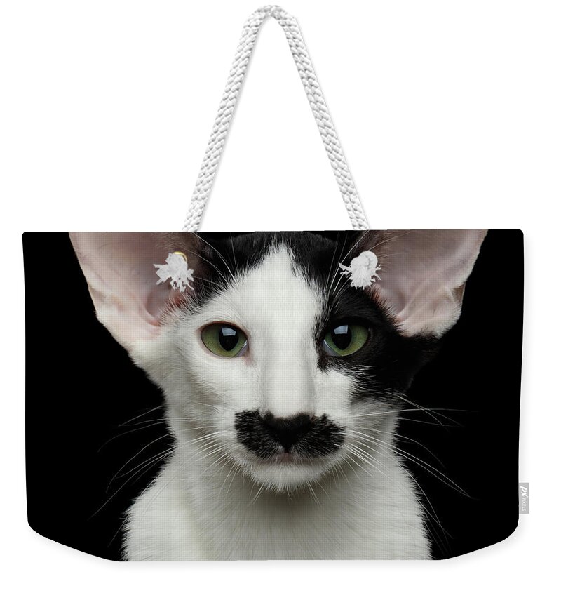 Closeup Weekender Tote Bag featuring the photograph Closeup Funny Oriental Shorthair looking at camera Isolated, Bla by Sergey Taran