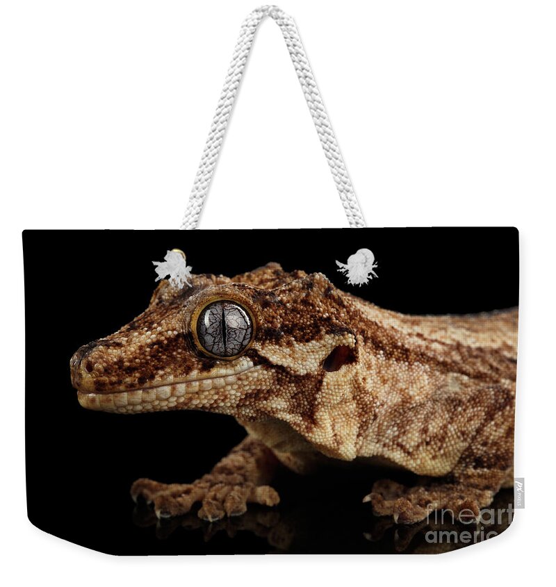 Reptile Weekender Tote Bag featuring the photograph Closeup Gargoyle Gecko, Rhacodactylus auriculatus in profile, staring Isolated on black background. by Sergey Taran
