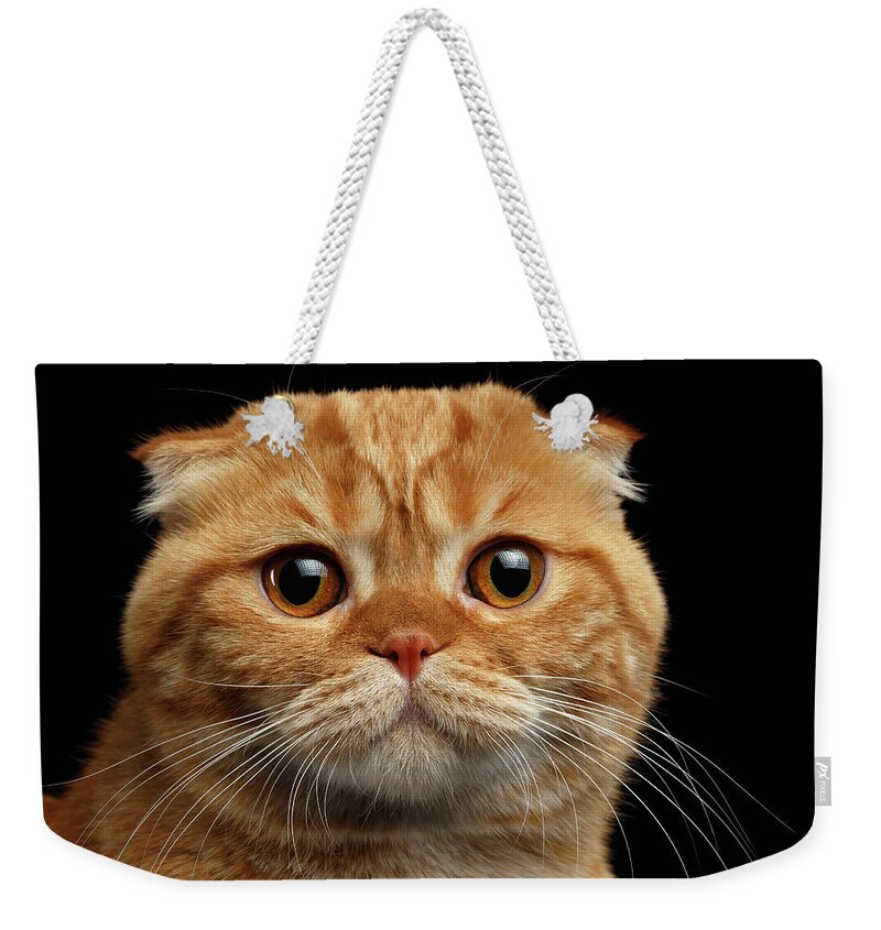 Cat Weekender Tote Bag featuring the photograph Closeup Ginger Scottish Fold Cat Looking in camera isolated on Black by Sergey Taran
