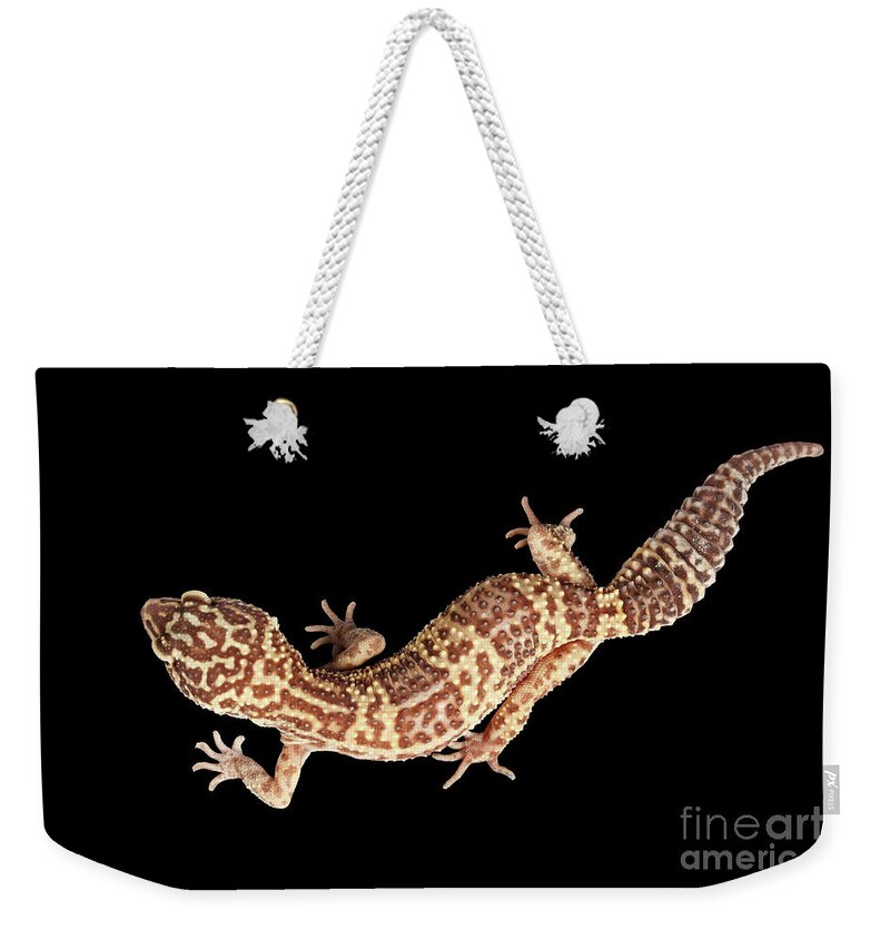 Eublepharis Weekender Tote Bag featuring the photograph Closeup Leopard Gecko Eublepharis macularius Isolated on Black Background by Sergey Taran