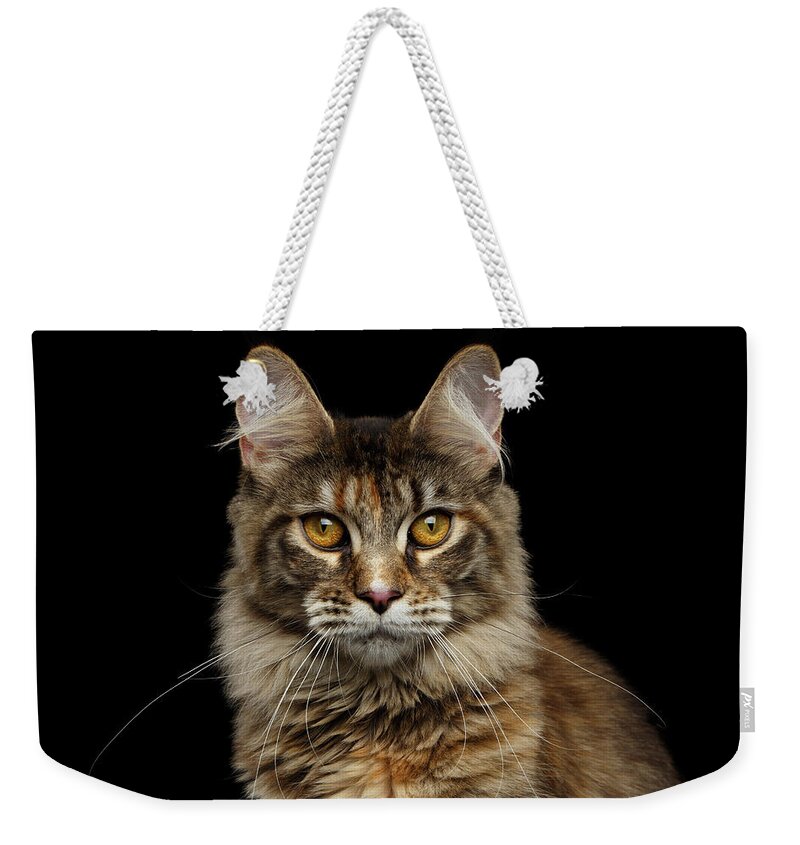 Cat Weekender Tote Bag featuring the photograph Closeup Maine Coon Cat Portrait Isolated on Black Background by Sergey Taran