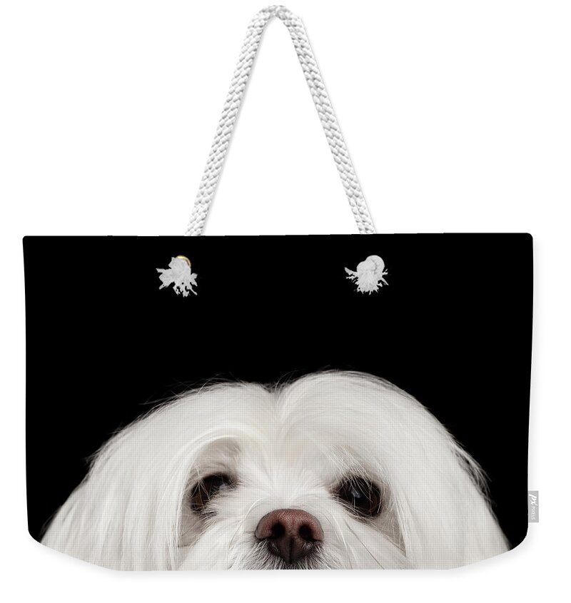 Maltese Weekender Tote Bag featuring the photograph Closeup Nosey White Maltese Dog Looking in Camera isolated on Black background by Sergey Taran
