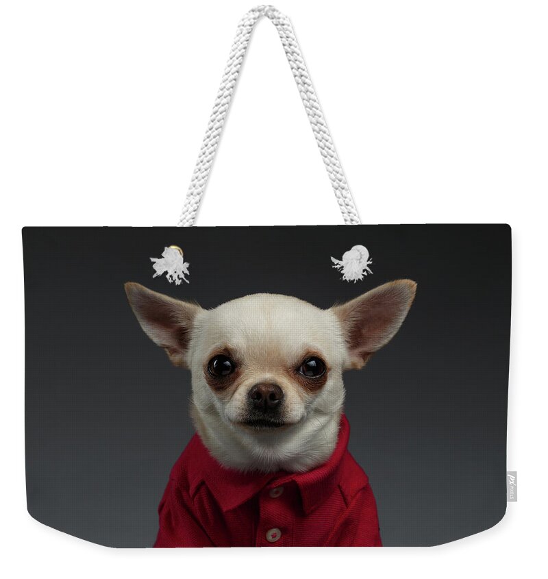 Pet Weekender Tote Bag featuring the photograph Closeup Portrait Chihuahua dog in stylish clothes. Gray background by Sergey Taran
