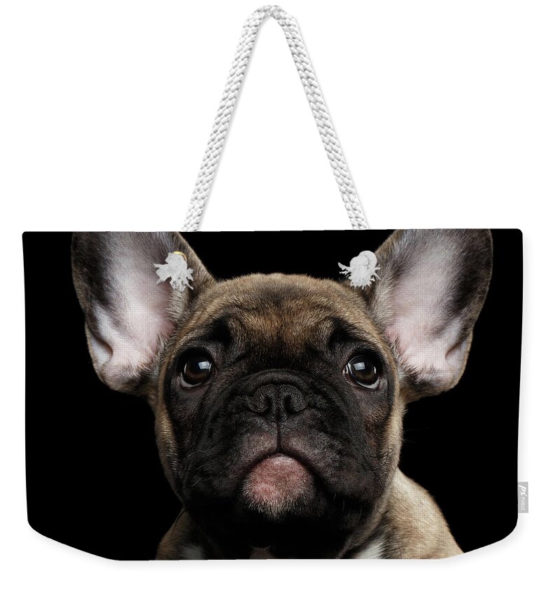 #faatoppicks Weekender Tote Bag featuring the photograph Closeup Portrait French Bulldog Puppy, Cute Looking in Camera by Sergey Taran