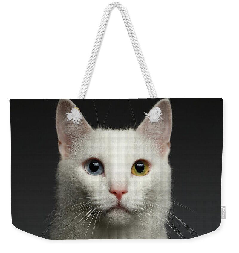 Heterochromia Weekender Tote Bag featuring the photograph Closeup White cat with heterochromia eyes on gray by Sergey Taran