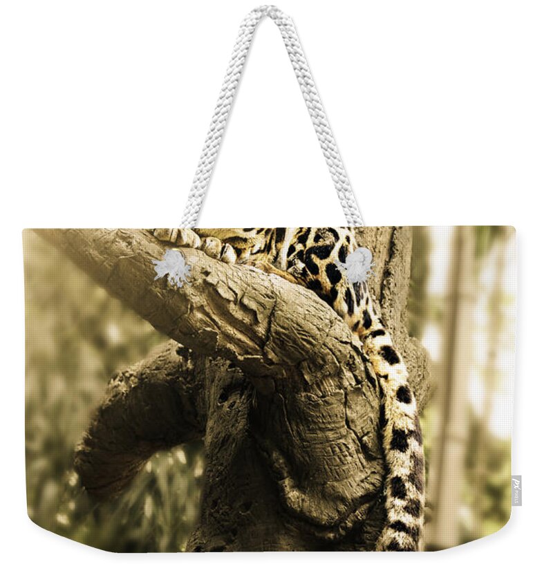 Clouded Leopard Weekender Tote Bag featuring the photograph Clouded Leopard in the Sun by Ally White