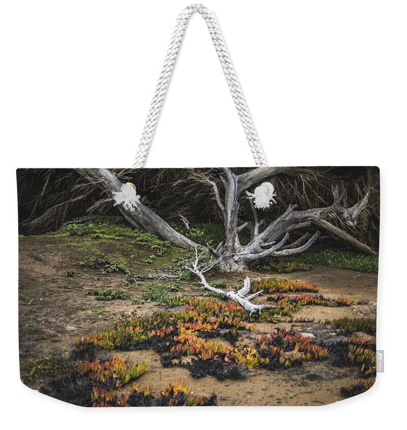 Tree Weekender Tote Bag featuring the photograph Coastal Guardian by Jason Roberts