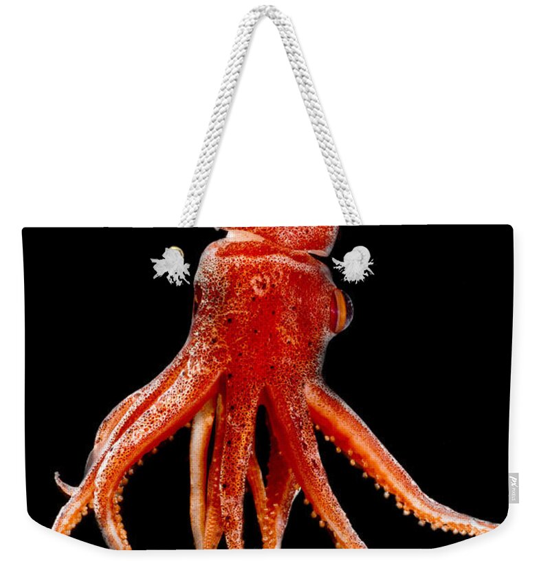 Cock-eyed Squid Weekender Tote Bag featuring the photograph Cock-eyed Squid, Histoteuthis by Dante Fenolio