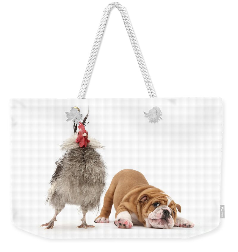 Cute Bulldog Weekender Tote Bag featuring the photograph Cock n Bull by Warren Photographic