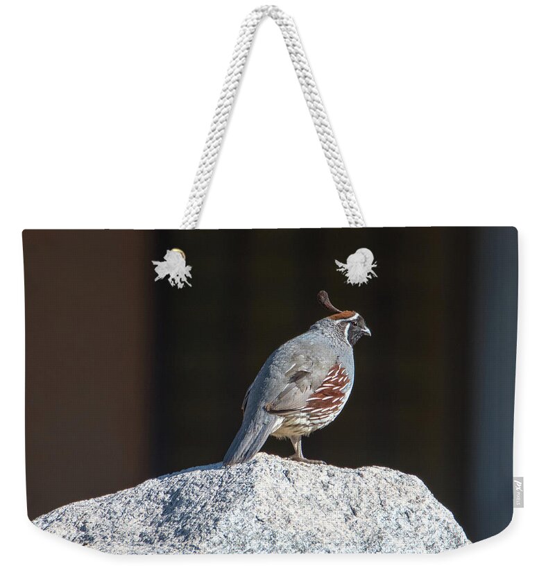 Tucson Weekender Tote Bag featuring the photograph Cock of the Rock by Dan McManus