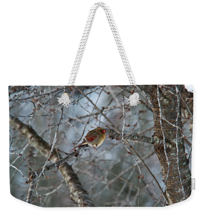 Red Bird Weekender Tote Bag featuring the photograph Cold Female Red Bird by Douglas Barnett