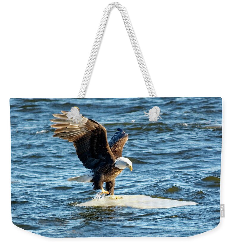 Bald Eagle Weekender Tote Bag featuring the photograph Cold Landing by Peter Ponzio