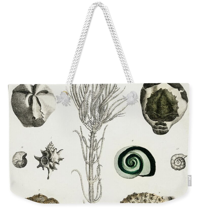 Wildlife Weekender Tote Bag featuring the painting Collection of various illustrated fossils by Vincent Monozlay