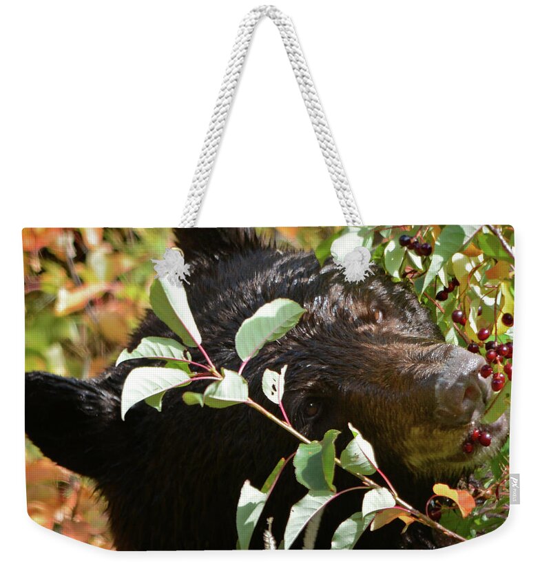 Rocky Mountain National Park Weekender Tote Bag featuring the photograph RMNP Colorado Wild Black Bear by Nava Thompson