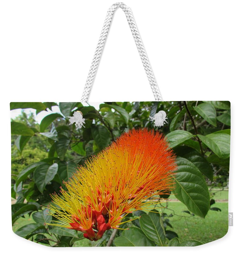 Orchid Weekender Tote Bag featuring the photograph Colorful Flower by Cesar Vieira