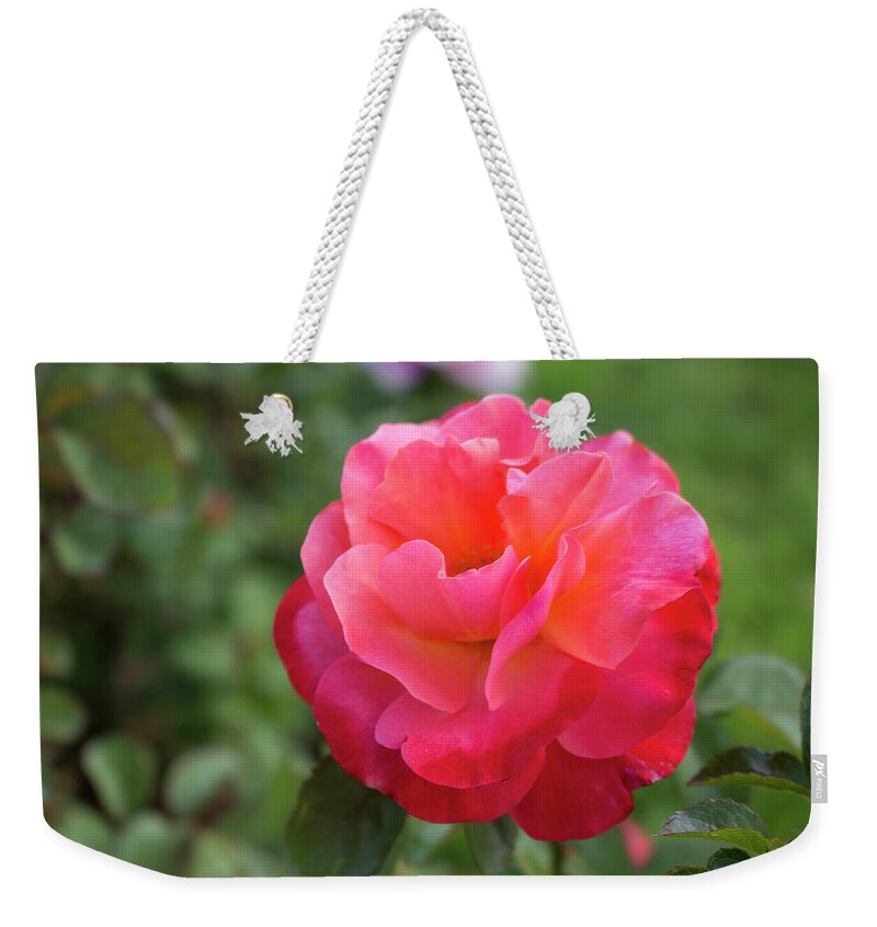 Close-up Weekender Tote Bag featuring the photograph Colorific Rose by K Bradley Washburn