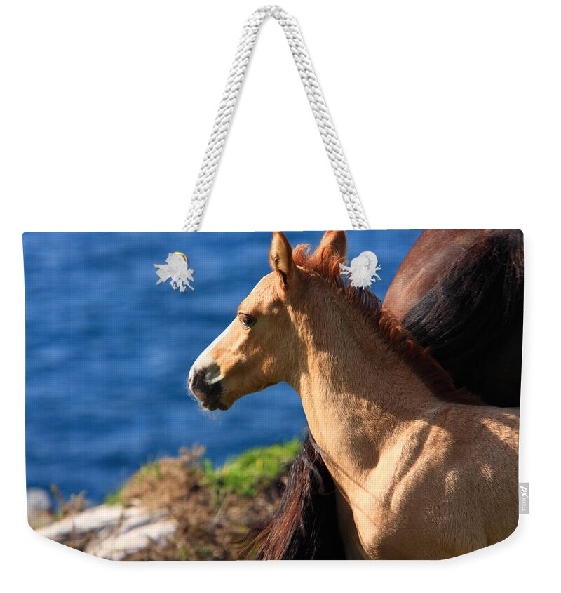 Horses Weekender Tote Bag featuring the photograph Colt By The Sea by Aidan Moran