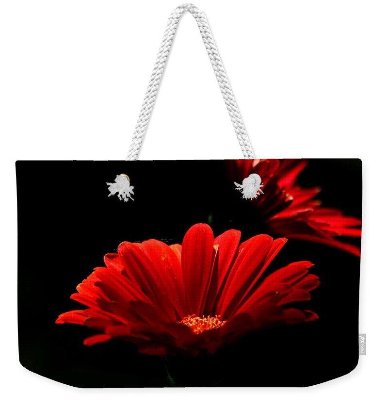 Nature Weekender Tote Bag featuring the photograph Coming in to the Light by Sheila Brown