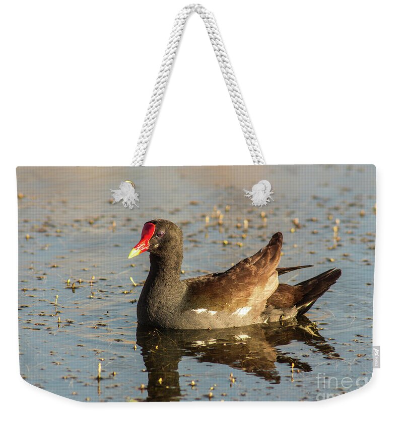 Nature Weekender Tote Bag featuring the photograph Common Gallinule by Robert Frederick
