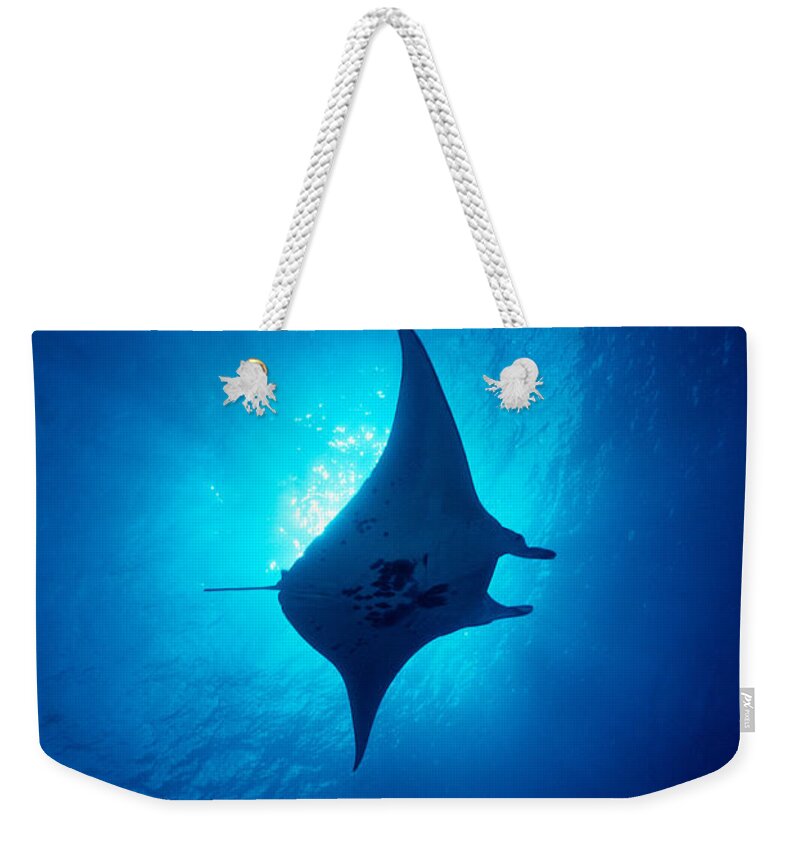 A86b Weekender Tote Bag featuring the photograph Common Manta Ray by Ed Robinson - Printscapes