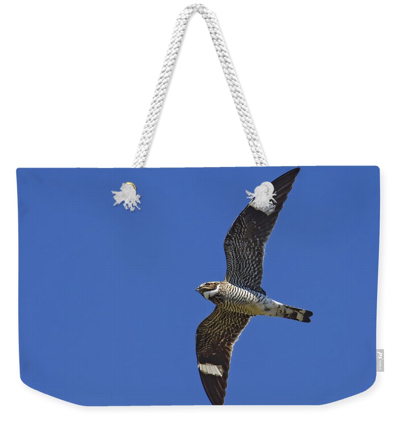 Common Nighthawk Weekender Tote Bag featuring the photograph Common Nighthawk by Tony Beck