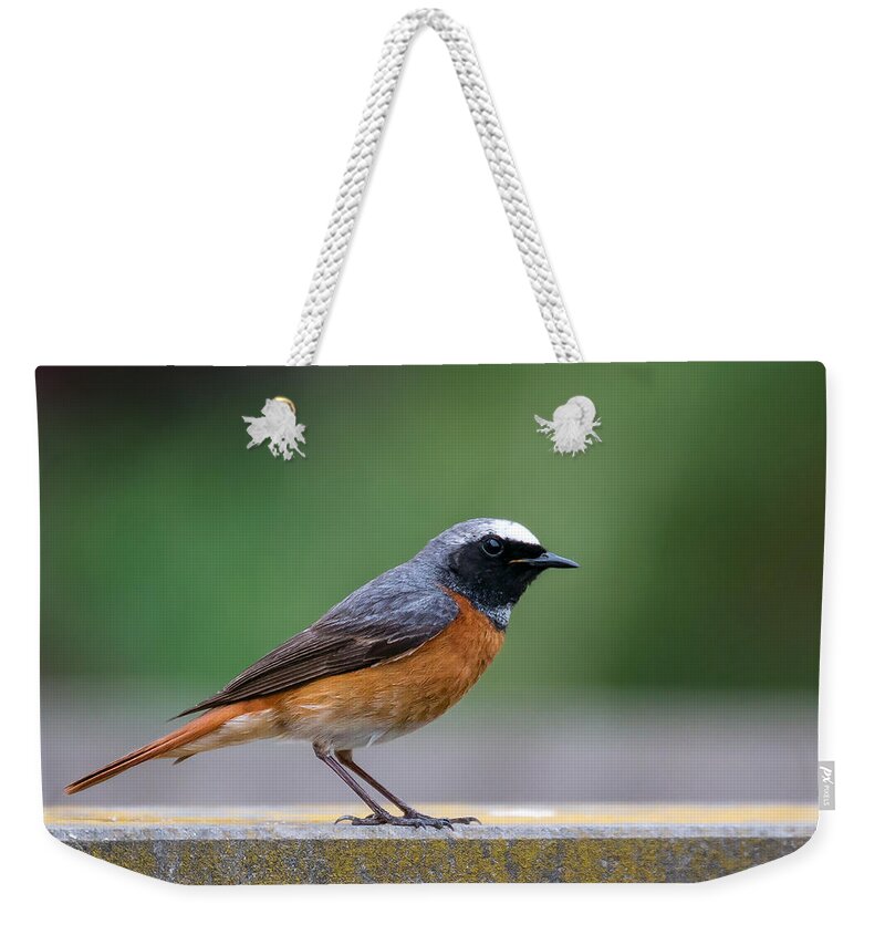 Common Redstart Weekender Tote Bag featuring the photograph Common Redstart by Claudio Maioli