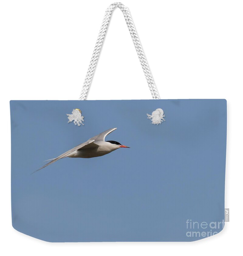 Animalia Weekender Tote Bag featuring the photograph Common tern in flight by Jivko Nakev