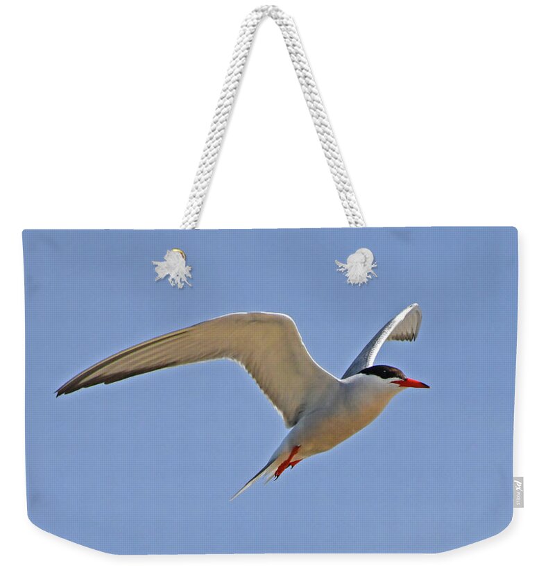 Common Tern Weekender Tote Bag featuring the photograph Common Tern by Ken Stampfer