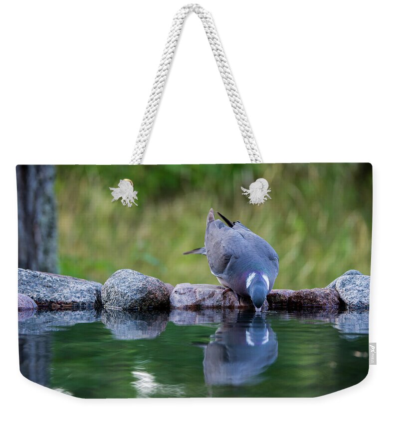 Common Wood Pigeon Weekender Tote Bag featuring the photograph Common Wood Pigeon drinking at the waterhole from the front by Torbjorn Swenelius