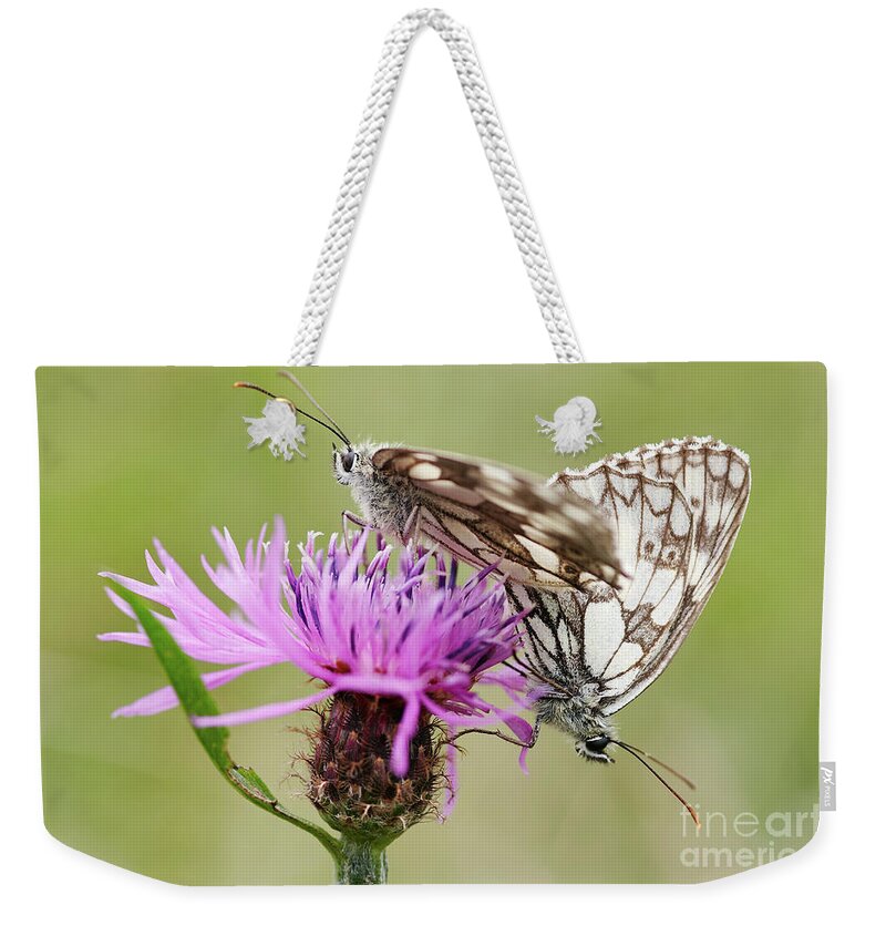 Insect Weekender Tote Bag featuring the photograph Contact - Butterflies on the bloom by Michal Boubin