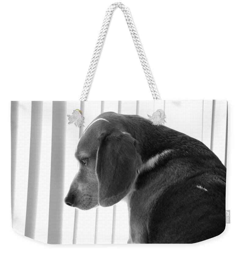 Beagle Weekender Tote Bag featuring the photograph Contemplative Beagle by Jennifer Ancker