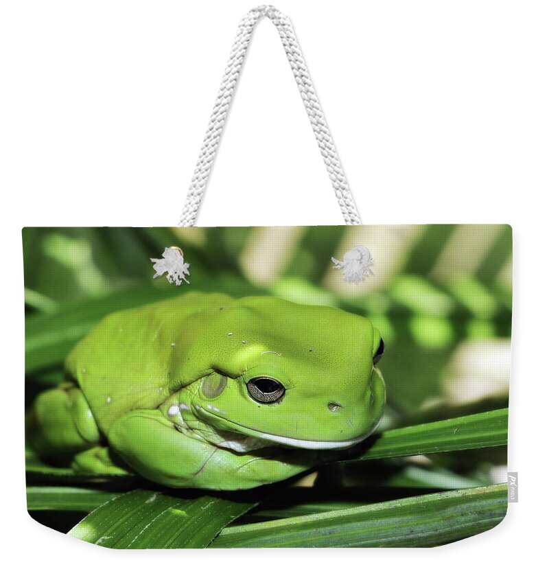 Green Frog Photography Weekender Tote Bag featuring the photograph Cool green frog 001 by Kevin Chippindall