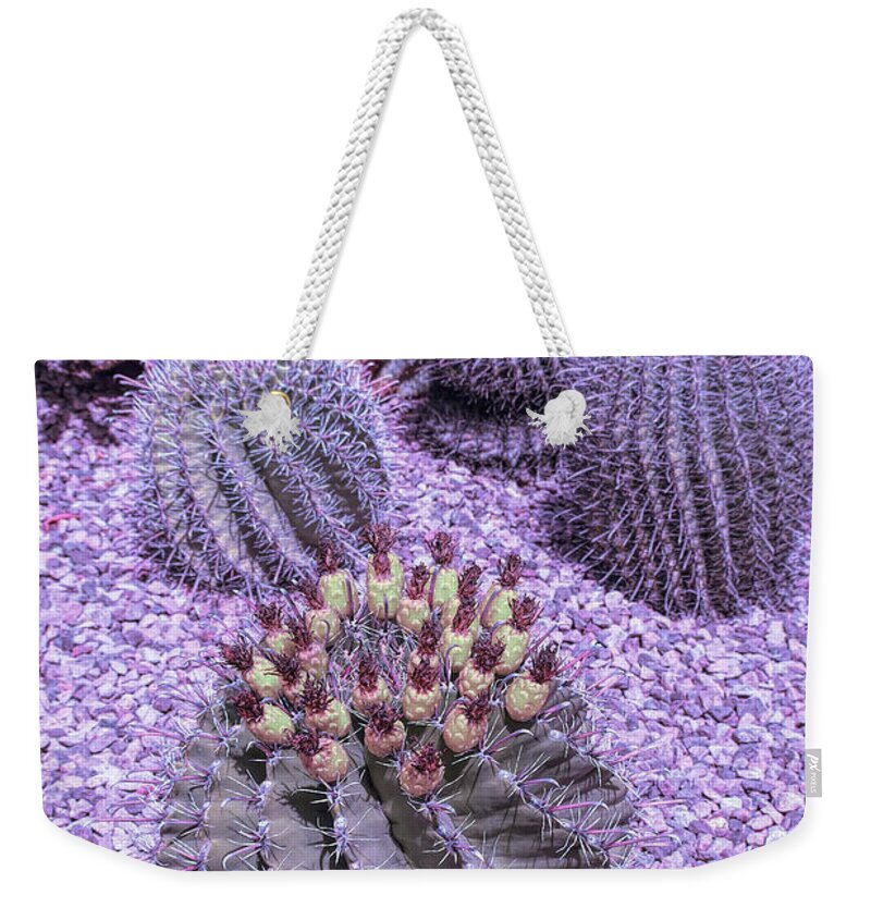 Desert Weekender Tote Bag featuring the photograph Cool Sunset Desert Cacti by Aimee L Maher ALM GALLERY