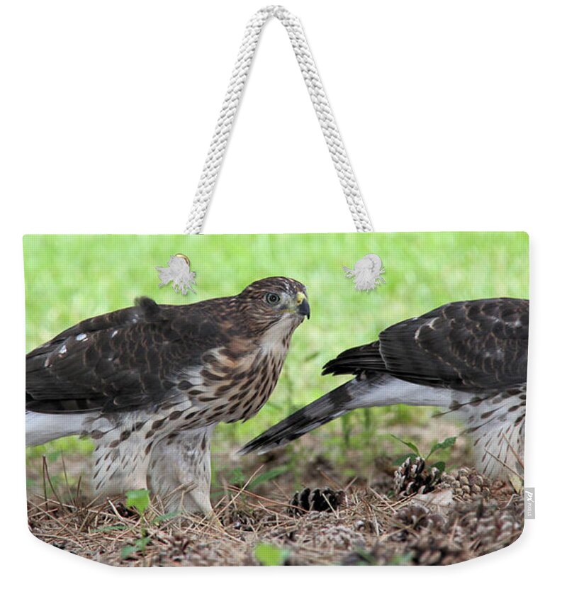 Cooper's Hawk Weekender Tote Bag featuring the photograph Cooper's Hawk duo by Doris Potter