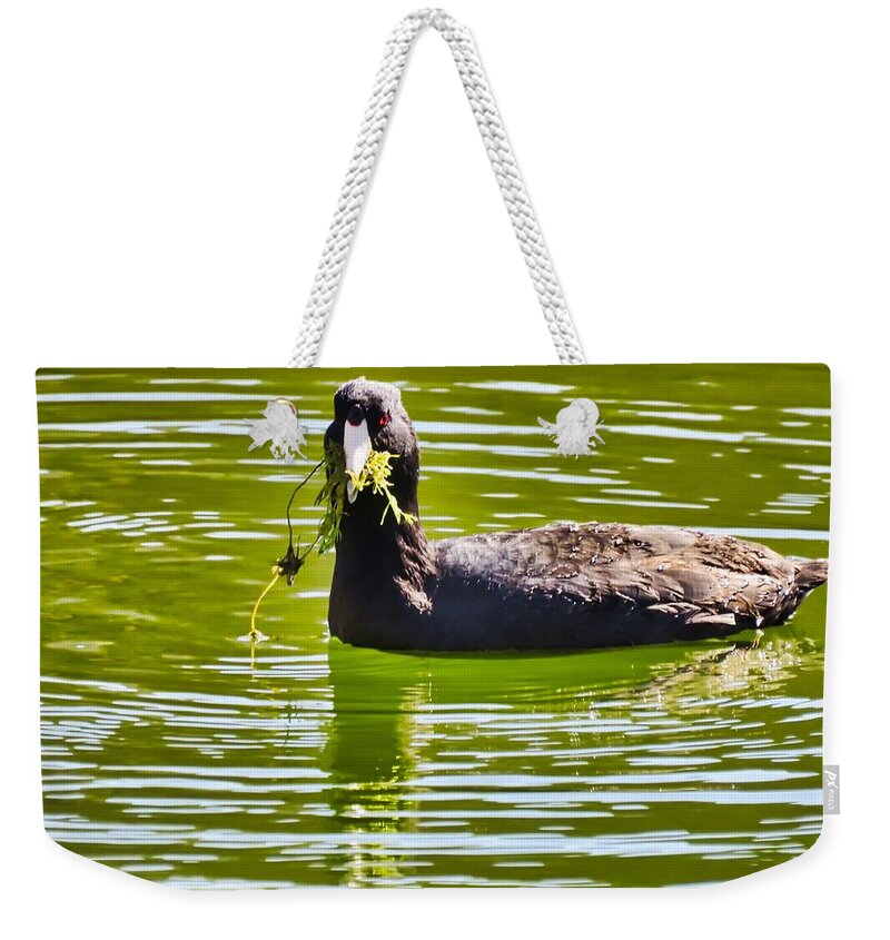 American Coot Weekender Tote Bag featuring the photograph Coot Snacking at the Arboretum by Judy Kennedy