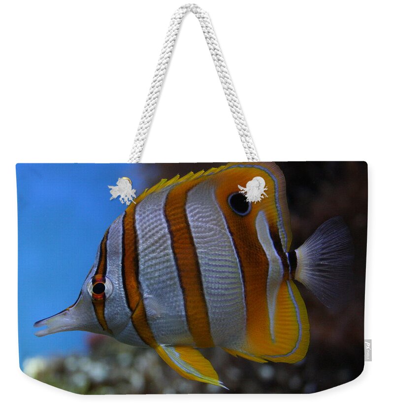Jennifer Bright Weekender Tote Bag featuring the photograph Copperband Butterflyfish Chelmon rostratus by Jennifer Bright Burr