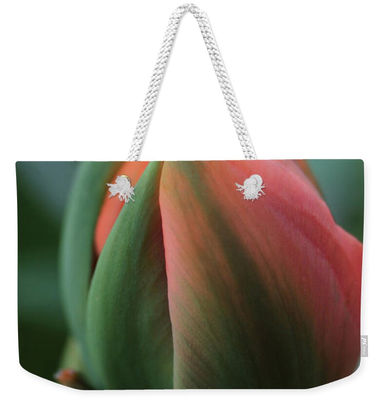 Connie Handscomb Weekender Tote Bag featuring the photograph Coral Blush by Connie Handscomb